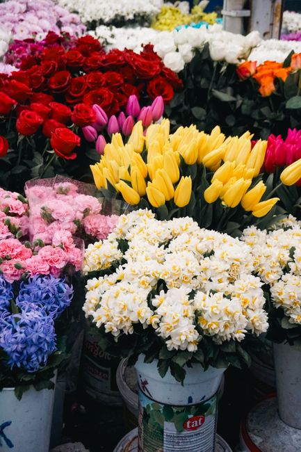 A vibrant display of fresh flowers at a florist, featuring red roses, white peonies, yellow tulips, pink tulips, purple hyacinths, and white chrysanthemums. The flowers are arranged in buckets, showca