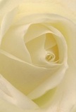 This image draws you deep into the luminous heart of a cream-white rose, as though you are nestled within its softly curling petals. Each petal spirals outward, delicate and nearly weightless, catching the subtle light that filters into Chalk Farm's gentle mornings. Shadows rest quietly in the ivory folds, adding depth and a hushed sense of drama, like the calm found in the quiet corners of Regent's Park before the day awakens. There's an atmosphere of serenity-a peacefulness that resonates with moments of heartfelt gestures or personal reflection. As a local florist, I see this rose as the truest emblem of reverence and admiration, thoughtfully chosen to convey sympathy or mark new beginnings for the Chalk Farm community. The fragrance, though faint, is sweet and unmistakable, and the close viewpoint shows not only the remarkable structure of the flower but also the tenderness and artistry that goes into every composition. This rose doesn't just reflect nature's beauty-it encompasses the emotions and care behind every bouquet, symbolizing moments of solace and celebration throughout Chalk Farm's homes and hearts.